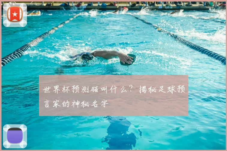 世界杯预测猫叫什么？揭秘足球预言家的神秘名字