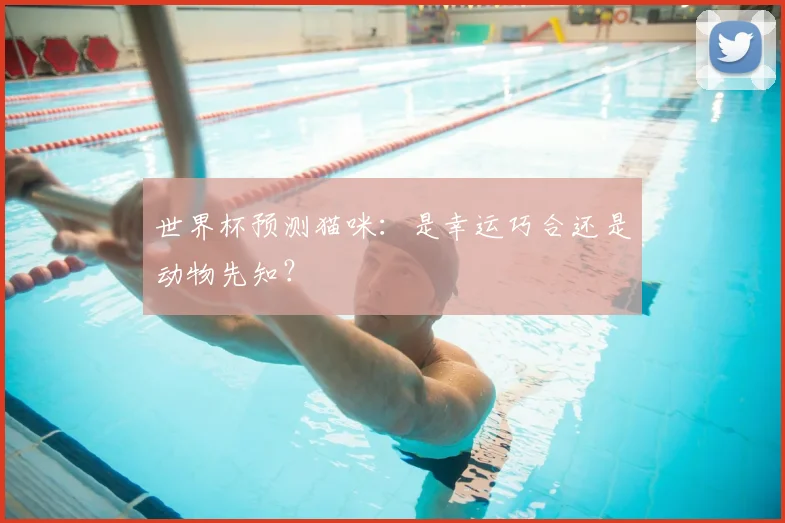 世界杯预测猫咪：是幸运巧合还是动物先知？