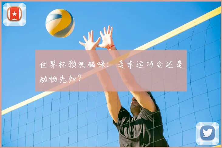 世界杯预测猫咪：是幸运巧合还是动物先知？
